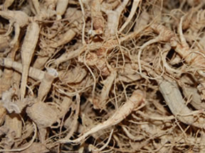 Dried Wild Ginseng Roots