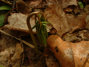 3 year or older ginseng plant spring emergence