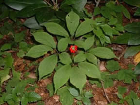 Wild ginseng with berries