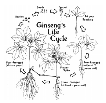 Ginseng Lice Cycle