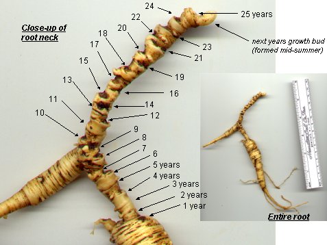 close-up of ginseng root neck