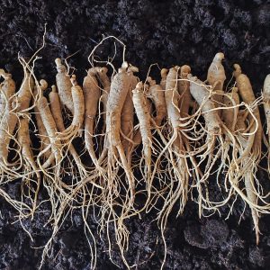 5 lb. 3-Year-Old American Ginseng Rootlets – PRE-SALE