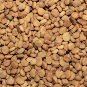 4 oz. Stratified American Ginseng Seed