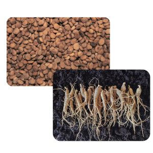 1 lb. Stratified American Ginseng Seed & 10 lb. 3 Year Old American Ginseng Rootlets - PRE-SALE